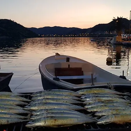 Damic * プロチェ